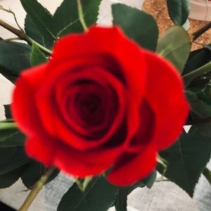 Meet your Posher, Ana